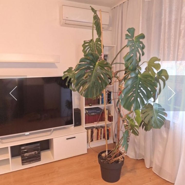 2tzejdrjs